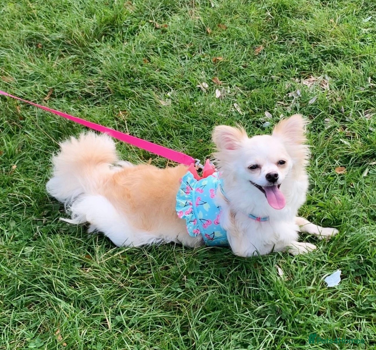 Pomchi dogs Pomchi female adult  - Advert 7