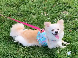 Pomchi dogs Pomchi female adult - Advert 1