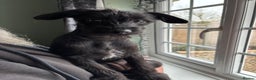 Mixed Breed dogs for sale: Bed Italian greyhound x miniature poodle  - Advert 12