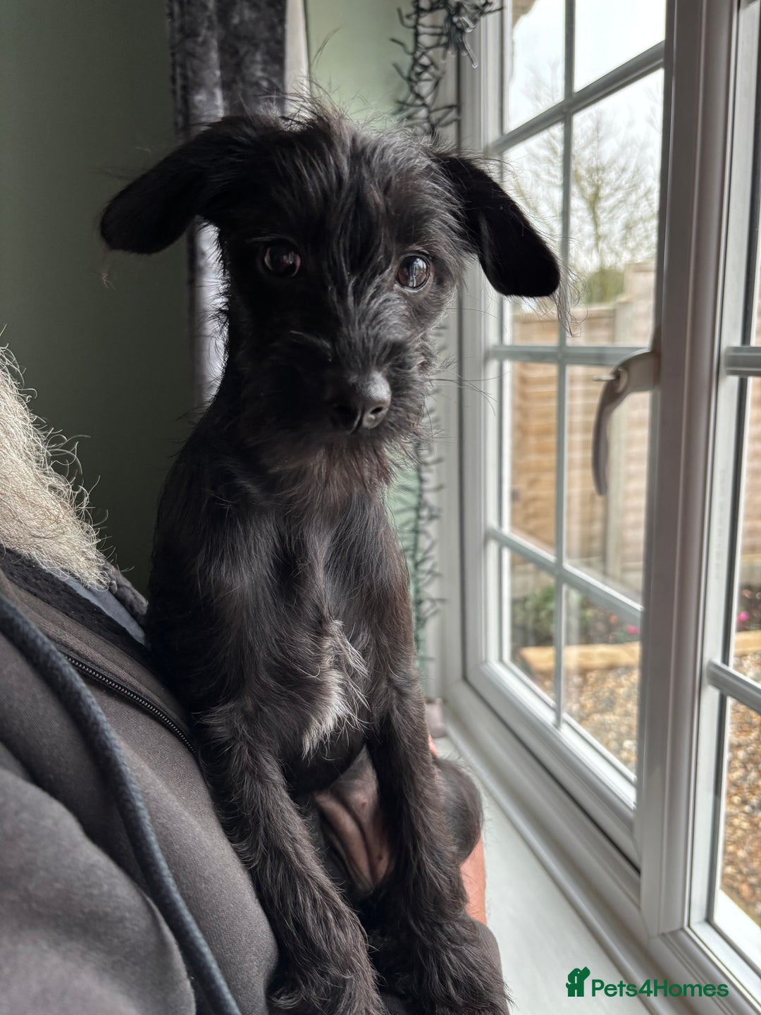 Mixed Breed dogs for sale: Bed Italian greyhound x miniature poodle  - Advert 12