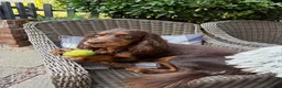 Cocker Spaniel dogs for stud: 🐾 Proven Stud - Healthy Working Cocker Spaniel 🐾 - Advert 7