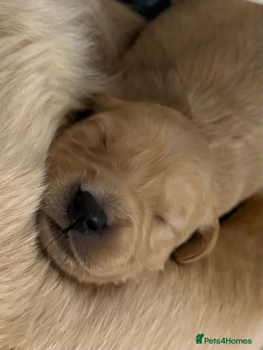 Golden Retriever dogs for sale: KC Golden Retriever Puppies - The Stranger Gang  - Advert 22