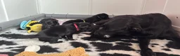 Borador dogs for sale: Borador puppies for sale  - Advert 20