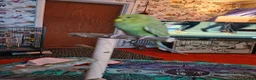 Budgerigars birds for sale: Hand reared, with cage - Advert 4