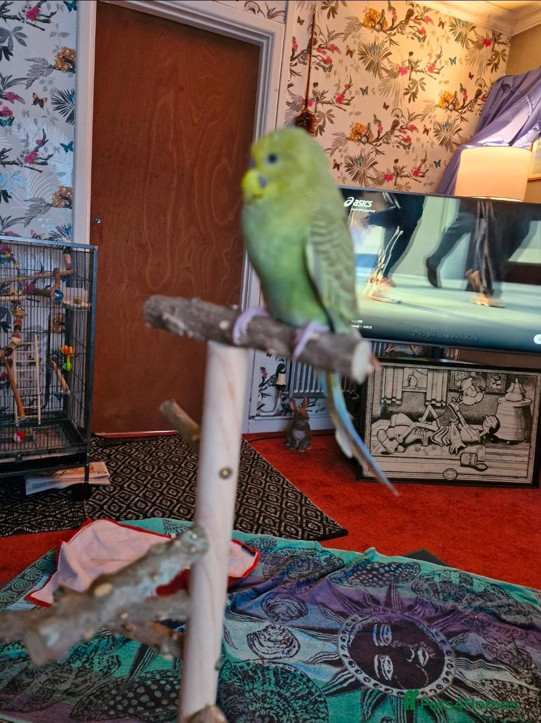 Budgerigars birds for sale: Hand reared, with cage - Advert 4