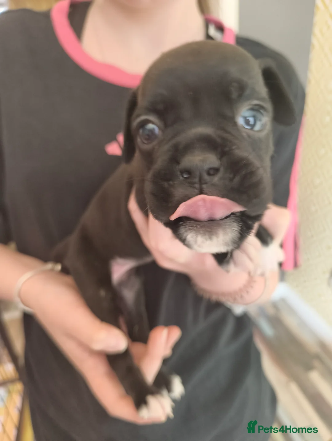 Boxer dogs for sale: ❤RARE  BLACK  BOXERS❤ - Advert 2
