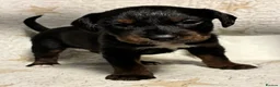 Mixed Breed dogs for sale: Staffypoo’s - Advert 7