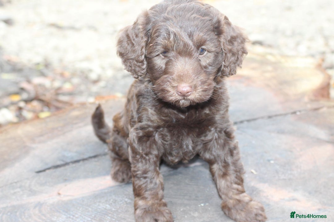 Australian Labradoodle dogs for sale: Health Tested ✔️ BOTH✔️ Parents HIP& ELBOW scored - Image 21