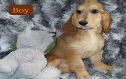 Cocker Spaniel dogs for sale: 🏆BEAUTIFUL COLOURS 🏆 SHOW TYPE COCKER SPANIELS - Image 16