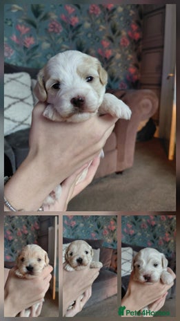 Maltipoo dogs - Advert 12