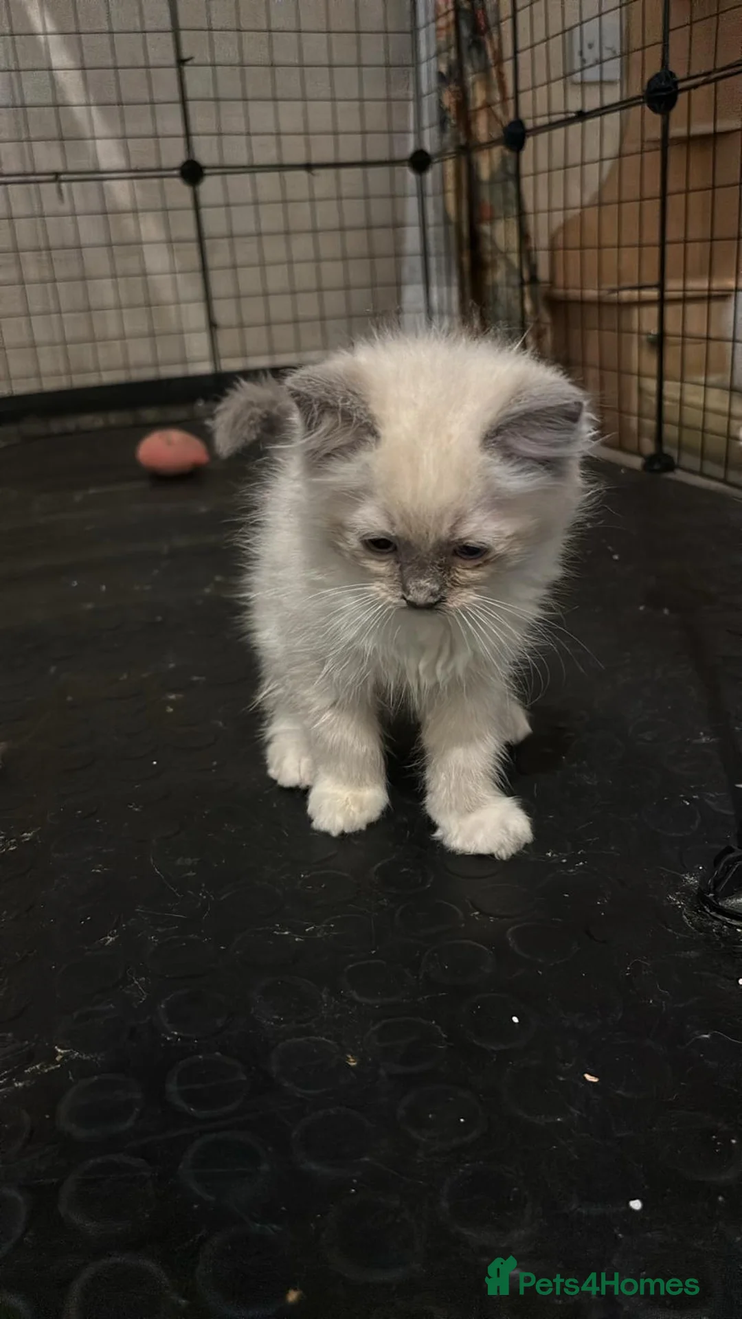 Ragdoll cats for sale: Beautiful Ragdols  - Advert 8