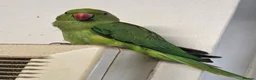 Ringnecks birds for sale: Hand-Reared Baby. R Ringnecks  for Sale  - Advert 7