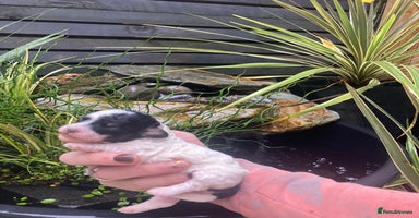 Cavapoo dogs - Advert 10