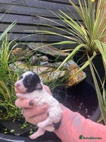 Cavapoo dogs - Advert 10