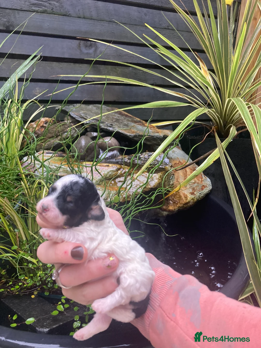 Cavapoo dogs for sale: Toy cavapoo WAITING LIST - Advert 10