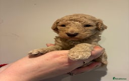 Standard Poodle dogs for sale: Beautiful KC Registered Standard Poodle Puppies - Image 16