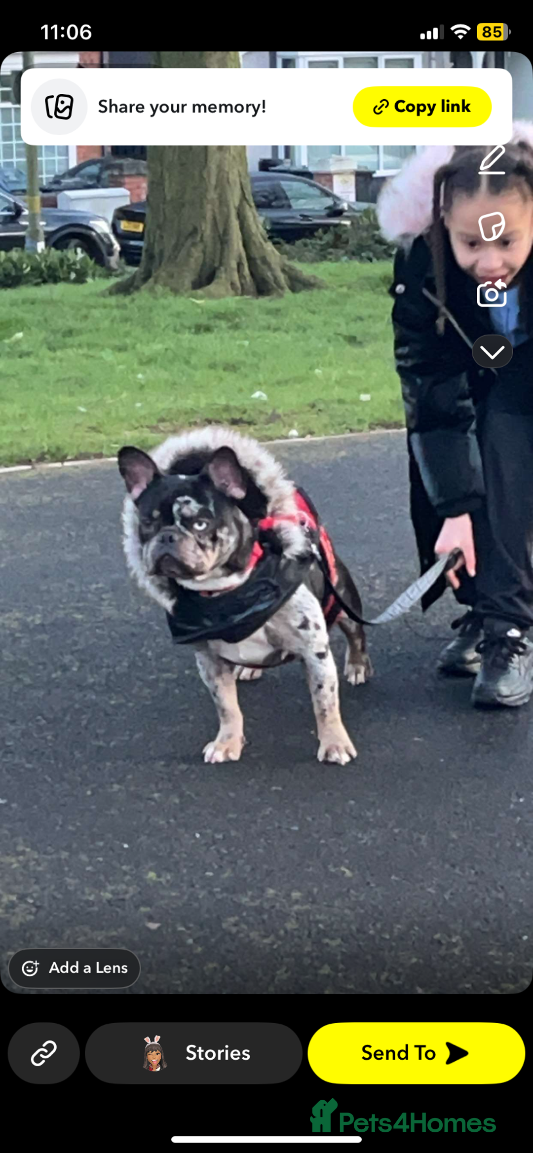 French Bulldog dogs for sale: Adult Female French bulldog for sale  - Advert 1