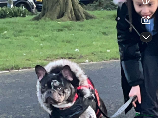 French Bulldog dogs Adult Female French bulldog for sale - Advert 1