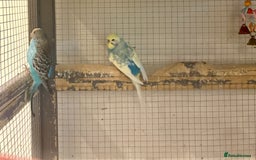 Budgerigars birds for sale: Budgies for sale - Image 5