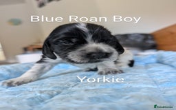 Cocker Spaniel dogs for sale: KC Show Cocker Spaniel pups  - Image 13