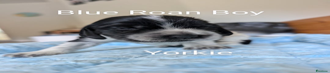 Yorkie 