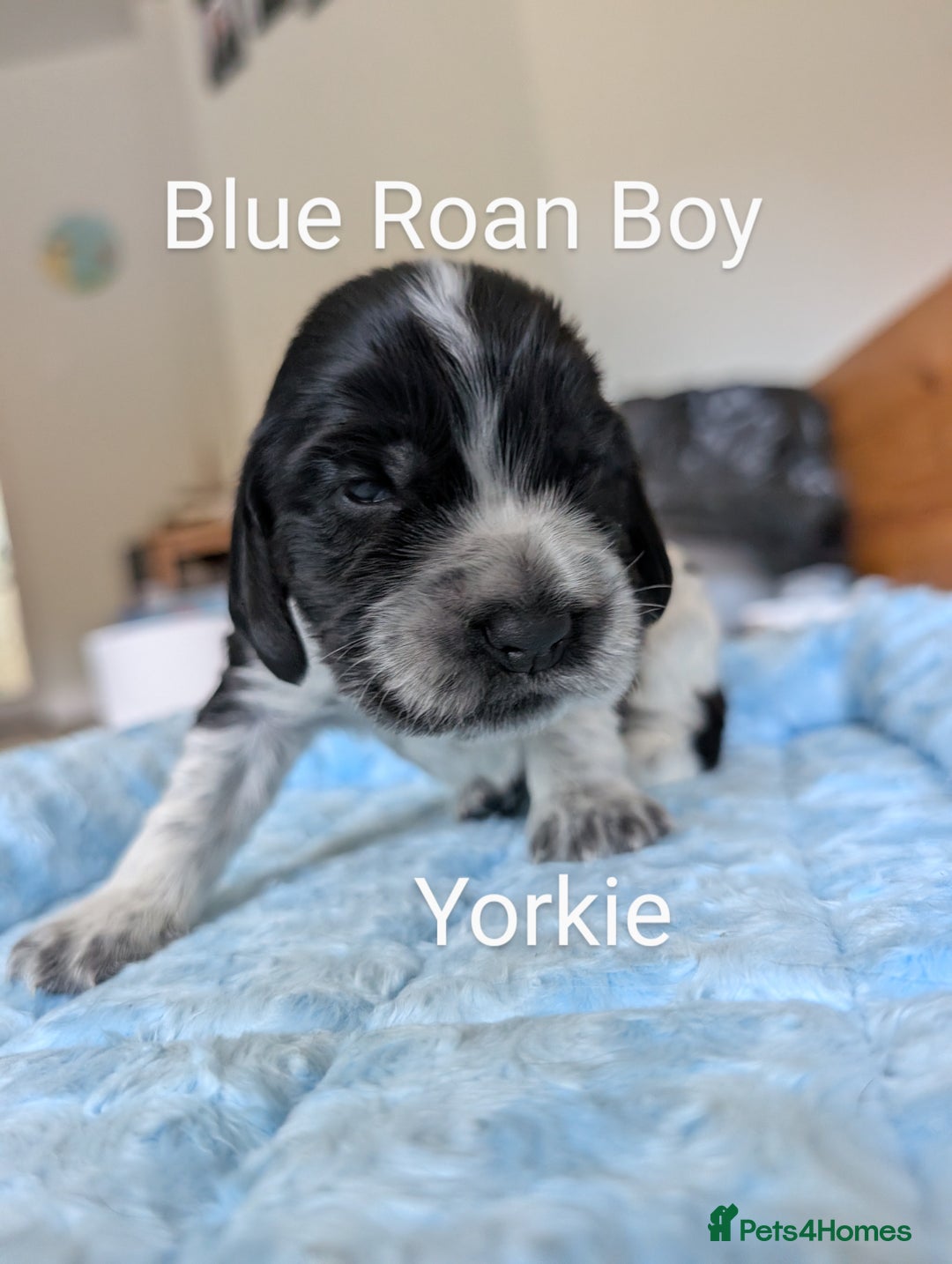 Cocker Spaniel dogs for sale: KC Show Cocker Spaniel pups  - Image 13