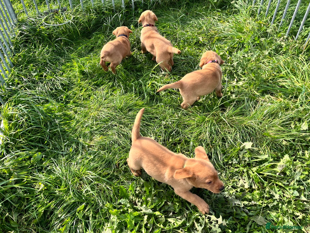 Labrador Retriever dogs for sale: 💛💛 Excellent Labrador Pups 💛💛 - Image 19
