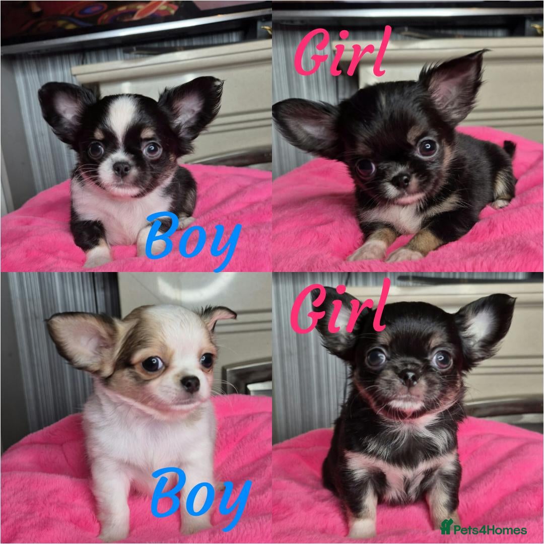 Chihuahua dogs KC registered Chihuahua puppies  - Advert 16