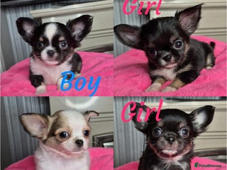 Chihuahua dogs KC registered Chihuahua puppies - Advert 16