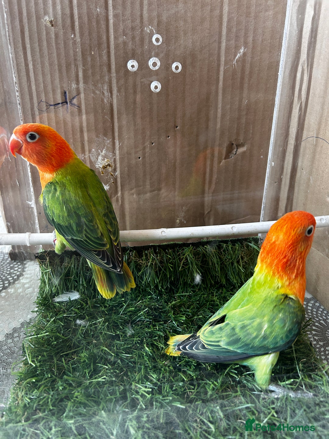 Lovebirds birds for sale: Beautiful Opline lovebirds in Birmingham - Image 8