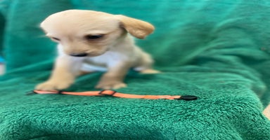 Labrador Retriever dogs - Advert 8