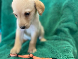 Labrador Retriever dogs - Advert 15