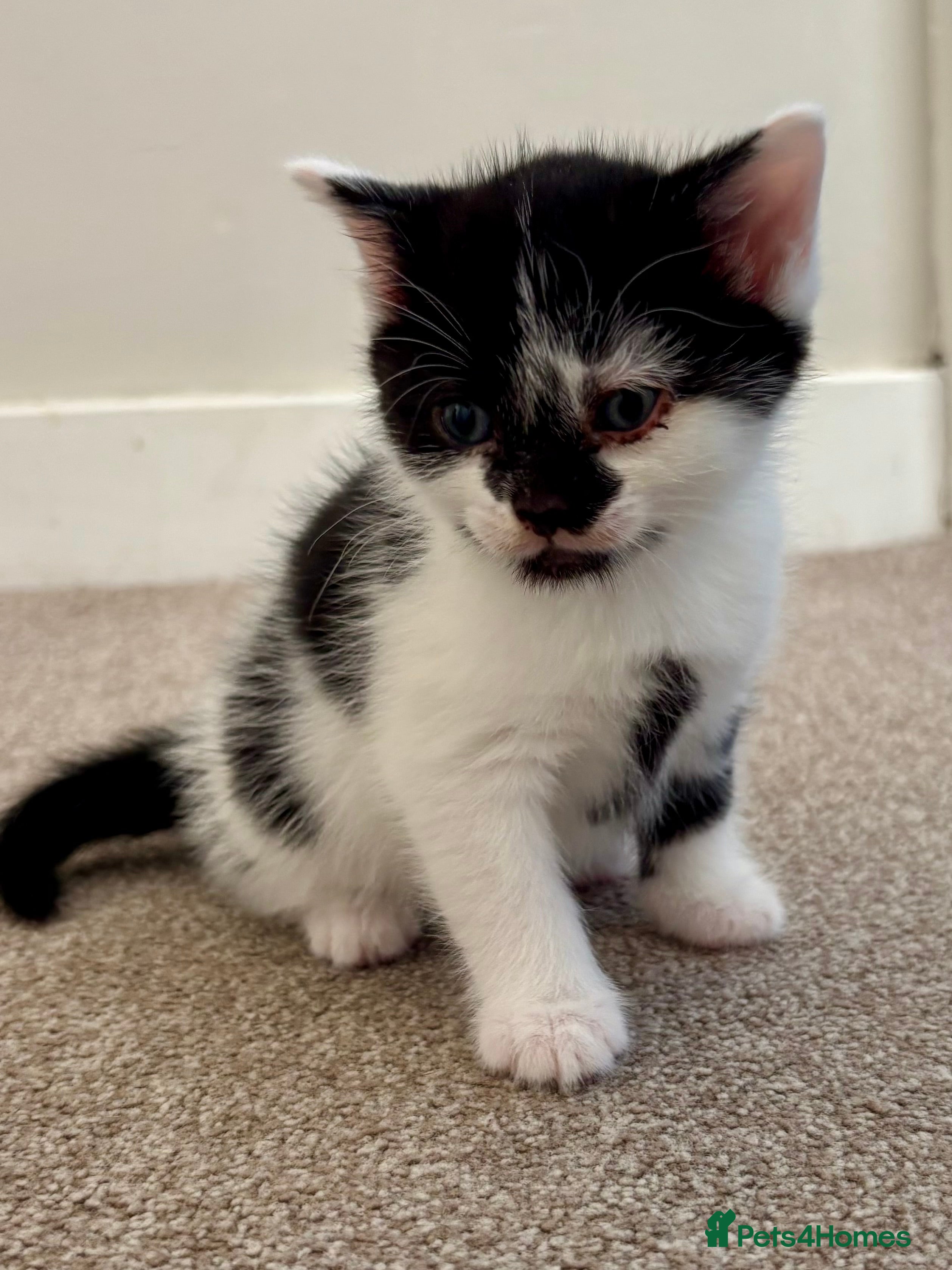 Mixed Breed cats 2 female kittens - Advert 3