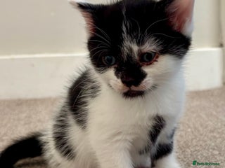 Mixed Breed cats 2 female kittens - Advert 3