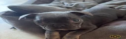 French Bulldog dogs for sale: Blue Grey frenchie little boy  - Advert 12