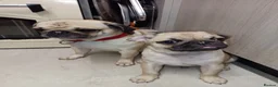 Pug dogs for sale: Pugs  - Advert 3