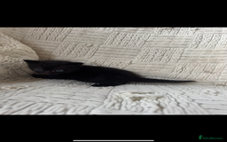 Mixed Breed cats for sale: Beautiful kittens For sale  - Image 6