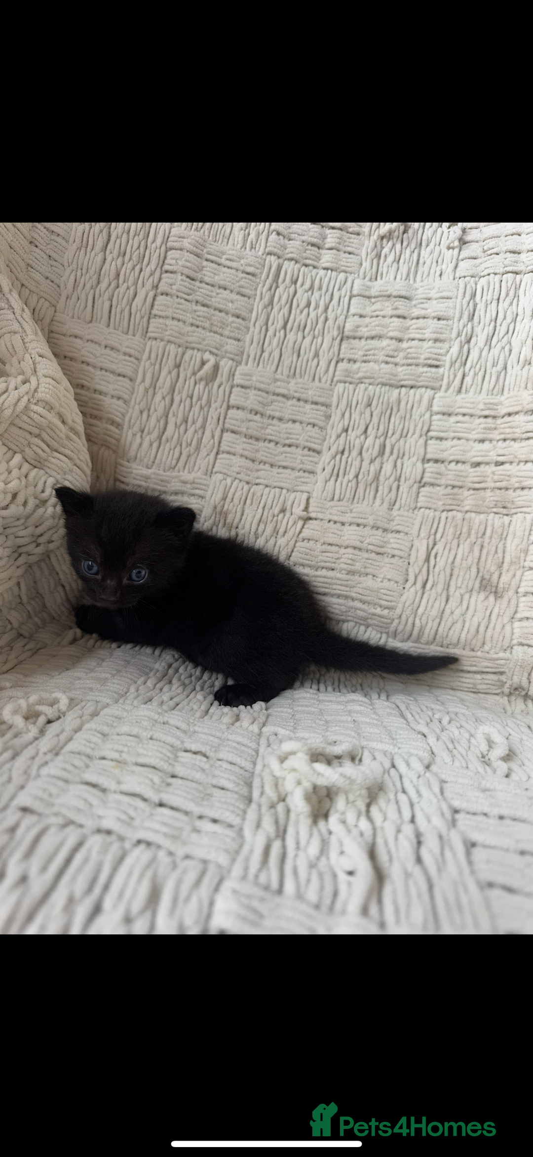 Mixed Breed cats for sale: Beautiful kittens For sale  - Image 6