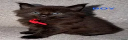 Maine Coon cats for sale: 🐾BEAUTIFUL MAINECOON KITTENS😻 3 BOYS & 2 GIRLS🐾 - Advert 37