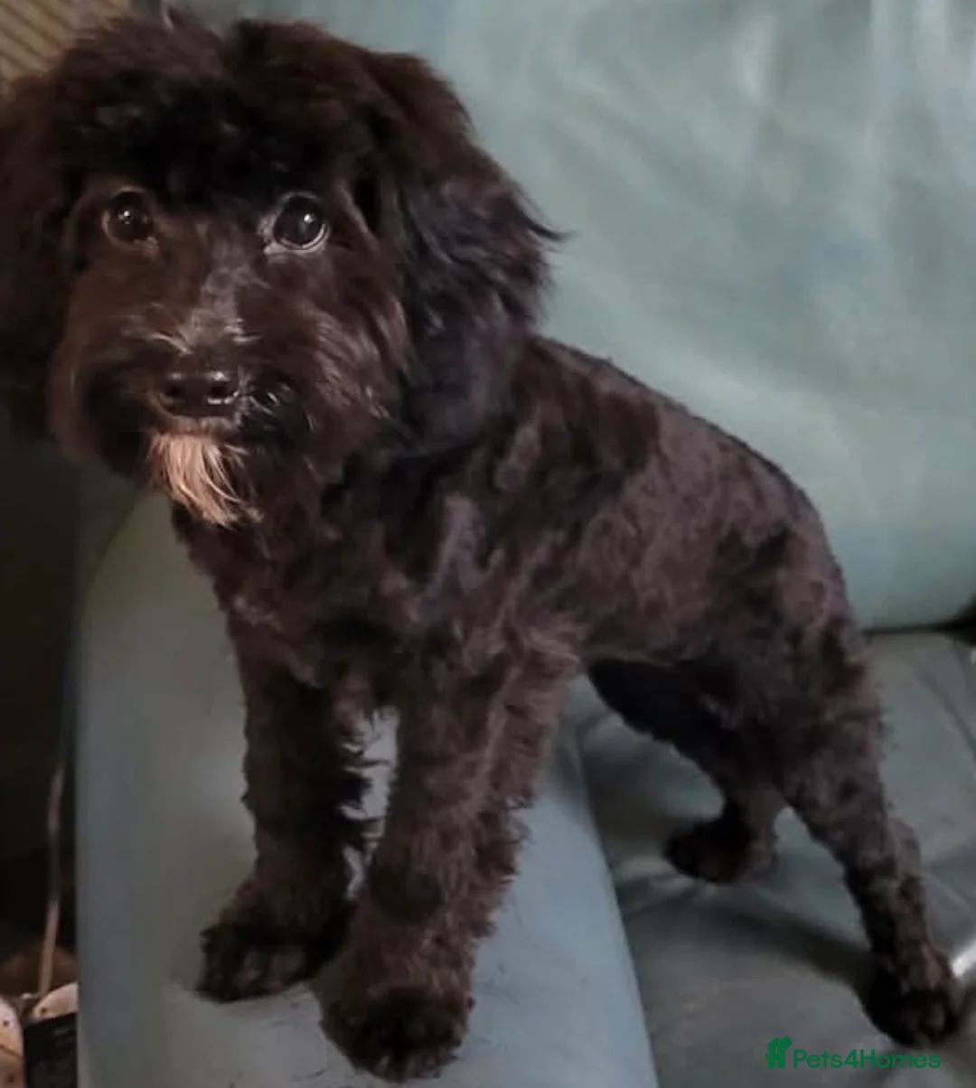 Cockapoo dogs for sale: Beautiful Cockapoo Black and white  - Advert 1