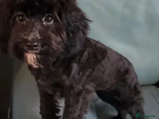 Cockapoo dogs Beautiful Cockapoo Black and white - Advert 4