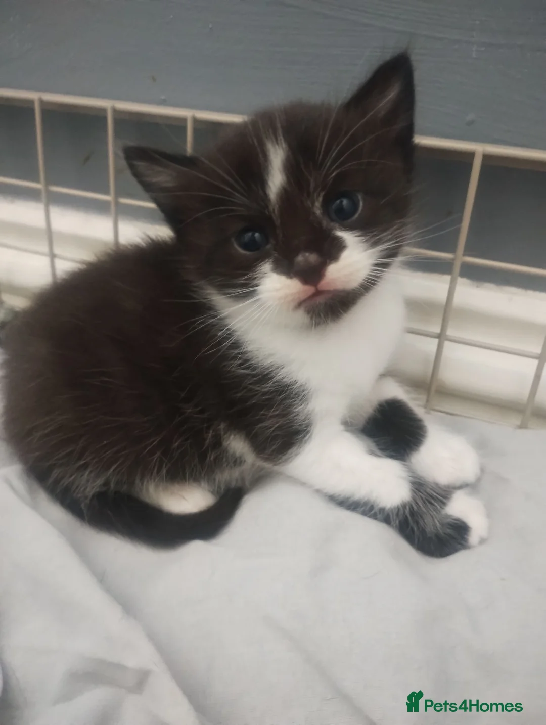 Mixed Breed cats for sale: Adorable kittens  in Oswestry - Advert 14