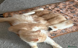 Persian cats for sale: Stunning Persian kittens  - Image 4
