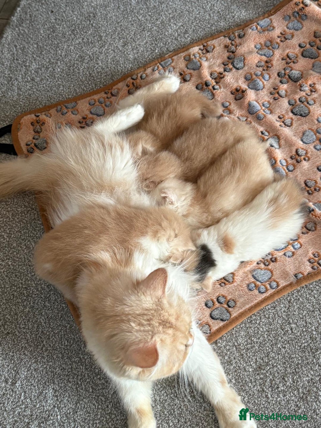 Persian cats for sale: Stunning Persian kittens  - Image 4