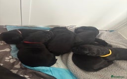 Labrador Retriever dogs for sale: 5 beautiful Labrador puppies - Image 7