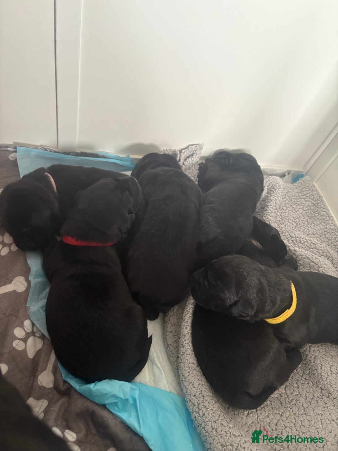 Labrador Retriever dogs for sale: 5 beautiful Labrador puppies - Image 7