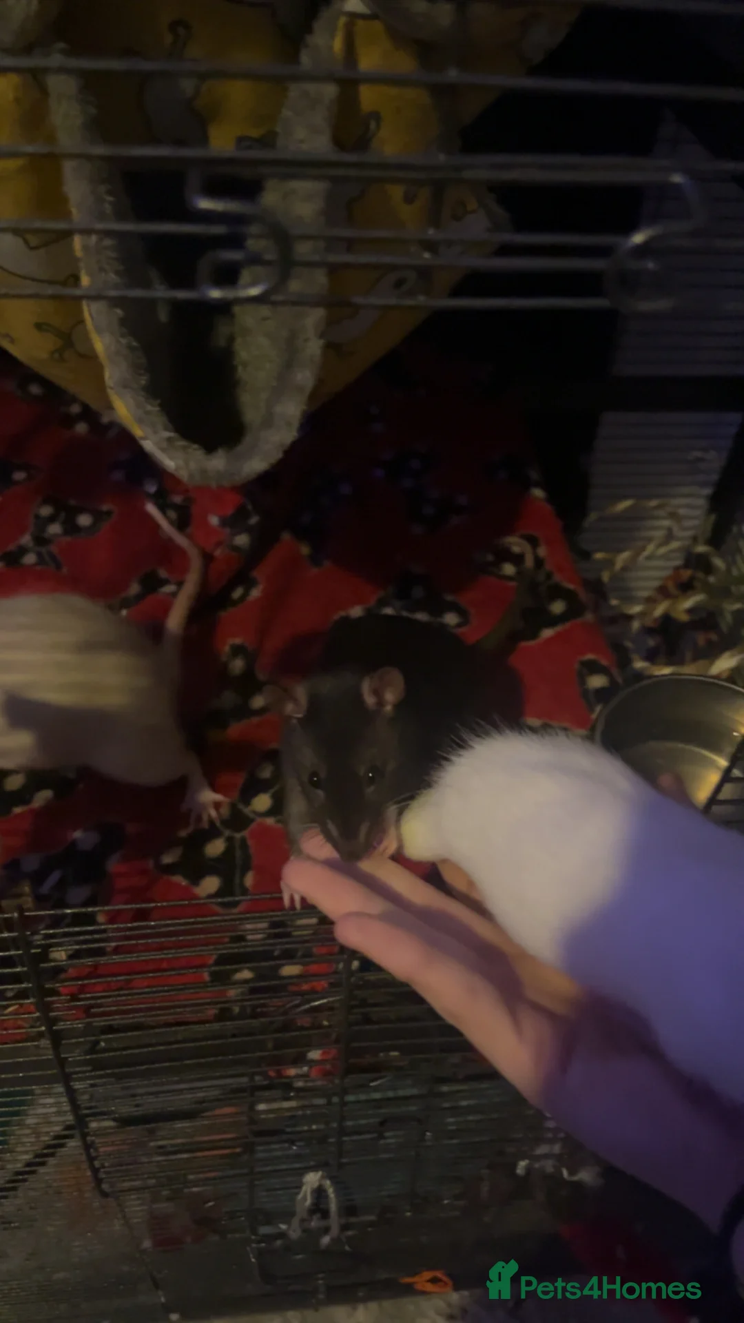 Rat rodents for sale: 3 female rats urgent need of rehoming - Advert 3