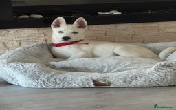 Siberian Husky dogs for sale: Beautiful blue eyed Siberian husky  - Image 3