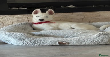 Siberian Husky dogs - Advert 13