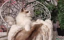 Ragdoll cats for sale: Quality Tica reg Ragdoll kittens  - Image 7